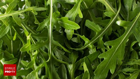 Rucola - beneficii, proprietati si contraindicatii. Ce gust are si cum se mananca frunzele de rucola