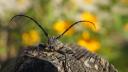 Sfaturi in gospodarie. Cum sa tii insectele departe de casa ta