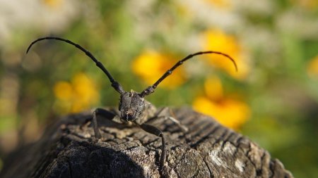 Sfaturi in gos<span style='background:#EDF514'>PODARI</span>e. Cum sa tii insectele departe de casa ta