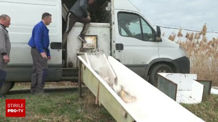 Doua tone de peste au fost eliberate in balta Zatun. Ce spera autoritatile sa realizeze