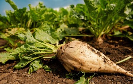 Dezastru agricol in Botosani. Un fermier pierde 190.000 de euro din cauza unei plante