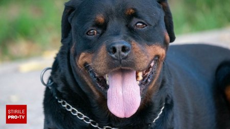 Cainii antifurt, in topul celor mai furati caini din Marea Britanie. Suma cu care se vinde un <span style='background:#EDF514'>ROTTWEILER</span>