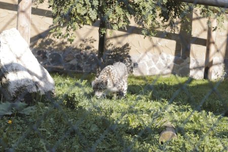 Gradina zoologica Brasov – cat costa biletul si ce poti vedea la Zoo Brasov