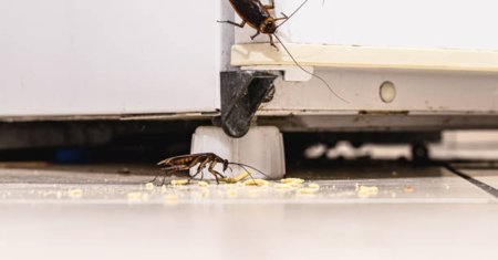 Plantele banale care pot tine gandacii la distanta! Te scapa usor de toate insectele din casa