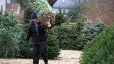 Copacul pe care nu trebuie sa il plantezi in gradina ta