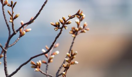 Cum va fi vremea maine. Prognoza meteo pentru luni, 17 martie 2025