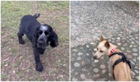 Un caine imita schiopatatul pentru a-si arata empatia fata de sora sa adoptiva cu trei membre I VIDEO