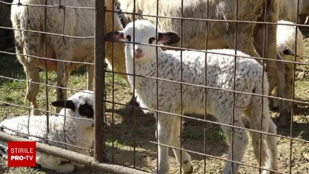 Fermierii sacrifica mieii mai devreme de teama contaminarii turmelor cu pesta. Cat costa un kilogram de carne in macelarii