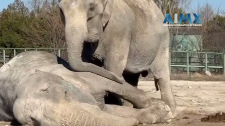 Imbratisari si lacrimi... Adio sfasietor al unei femele elefant de partenerul ei de scena! (VIDEO)