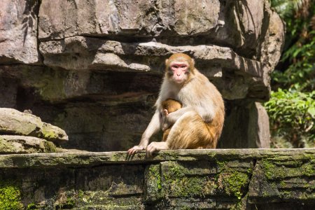 Soarecii sunt capabili sa ofere primul ajutor, arata un nou studiu. Ce alte animale pot face asta I VIDEO