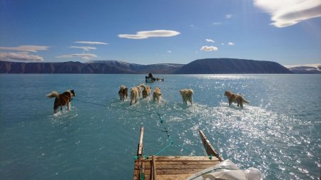 Realitatea infricosatoare din spatele unei imagini virale cu niste caini Husky care par ca merg pe apa