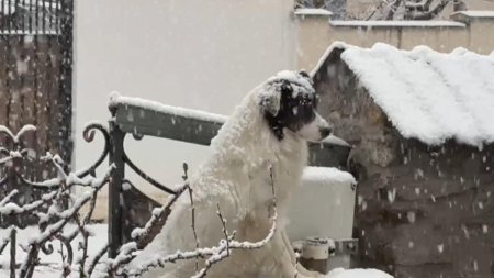 Val de aer polar in Romania. Zapada si viscol in mai multe zone. Ninsoare usoara si in Bucuresti, la primele ore ale diminetii