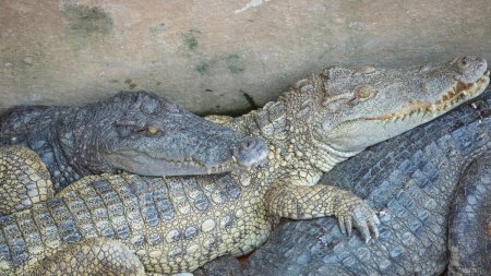 Crocodilul siamez a fost reintrodus cu succes in natura, in Cambodgia