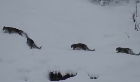 Patru leoparzi ai zapezilor au fost surprinsi in imagini rare, urcand pe stancile din nordul Pakistanului. 