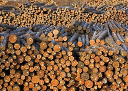 <span style='background:#EDF514'>CONSILIUL CONCURENTEI</span> analizeza preluarea  ZG Timber Sebes de catre Kronospan Holdings