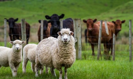 ANSVSA: Restrictiile impuse Romaniei vizeaza transportul animalelor vii din zonele afectate de pesta micilor rumegatoare