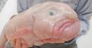 Blobfish, catalogat cel mai urat animal din lume, ales Pestele Anului in Noua Zeelanda