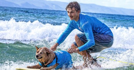 Caini pe valuri! Au pus cele patru labute pe placa de surf si s-au distrat alaturi de stapanii lor