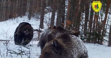 Patrula blanosilor obsevata in Parcul Natural Putna, Vrancea: O ursoaica si cei trei pui ai sai, filmati de camerele Romsilva