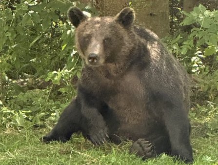 Ursii au iesit din hibernare, avertizeaza Jandarmeria Valcea. Recomandari pentru turisti