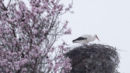 Cum va fi vremea de Paste? Se intoarce primavara in Romania, cu ploi si temperaturi ridicate