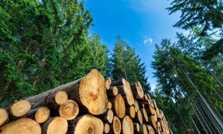 AFIR: Buget de 86,64 milioane de euro pentru proiecte de investitii in sectorul forestier