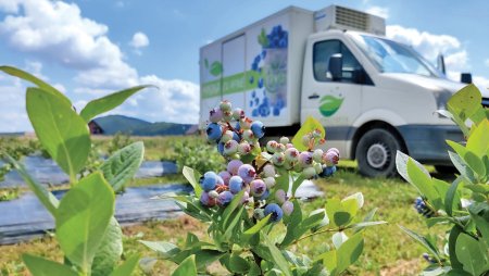 O companie din Brasov, care produce <span style='background:#EDF514'>CAPS</span>uni si afine pe mai multe plantatii din tara, face cu 8 mil. euro o hala