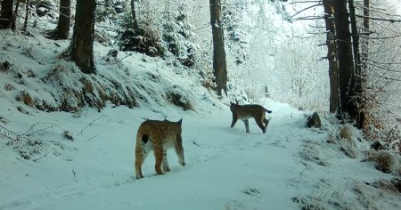 Doi rasi indragostiti, surprinsi de camere in Muntii Fagaras: 50% tarcoale, 50% performante vocale