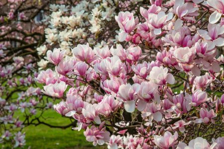 Sfaturi pentru ingrijirea magnoliei. Daniela Posta, experta in arboricultura: 