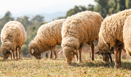 Primul caz din lume de gripa aviara la ovine, depistat in Anglia