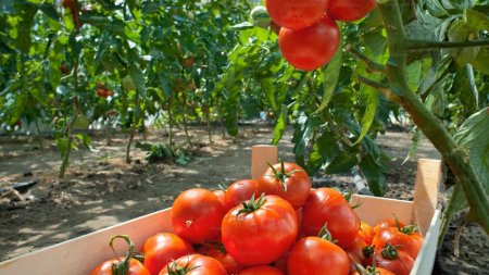 Rosiile romanesti, mancate in doua luni. Restul vin de la turci. Guvernul tripleaza finantarea Programului tomata